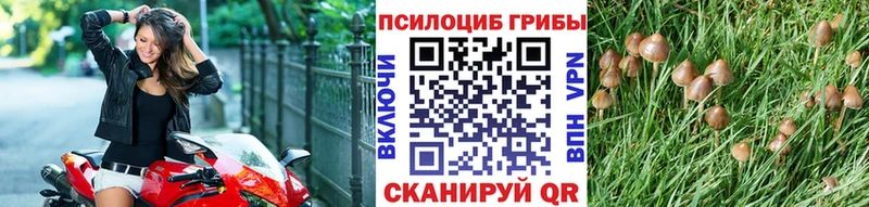 где продают   Сунжа  Галлюциногенные грибы Psilocybine cubensis 